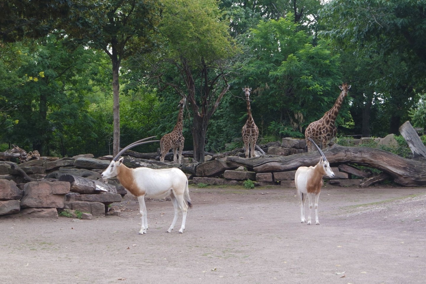 Der Magdeburger Zoo ist um eine Attraktion reicher. Zwei Säbelantilopen sind neu im Tierbestand.